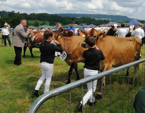 Young farmers and cows at the Honiton Show